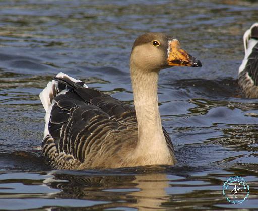 White-fronted Goose 9P52D-005.JPG